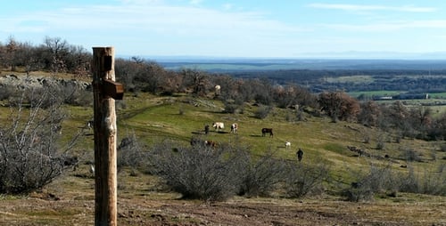 Herd of Cows 7