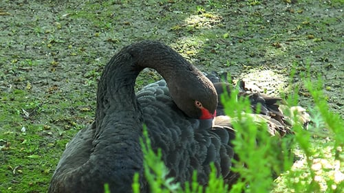 Black Swan Hiding Beak Under a Wing