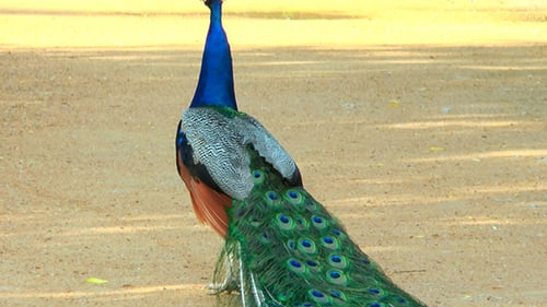 Vibrant Peacock Standing on Sandy Ground
