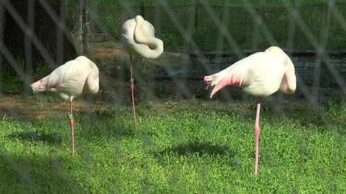 Rosa Flamingos schlafen stehend auf einem Bein