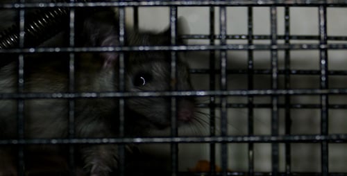 Rat Inside Cage, Close Up