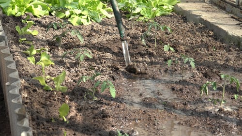 Watering Tomato Seedlings in a Raised Garden Bed