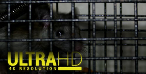 Brown Rat Inside Metal Cage
