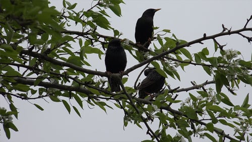 Gemeine Amsel