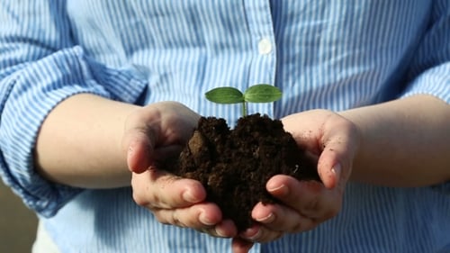 Female's Hands Holding a Small Green Sprout