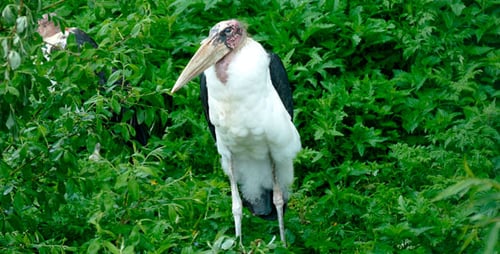Vogel Marabou