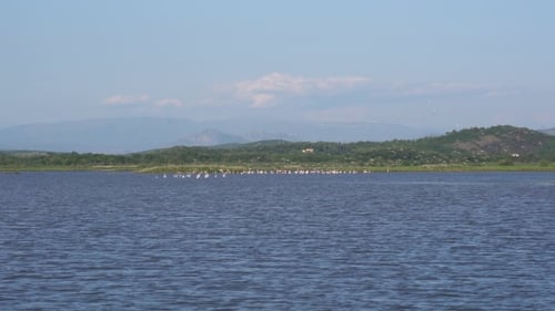 a Flock Of Flamingos On The Territory Of Solana Ulcinj