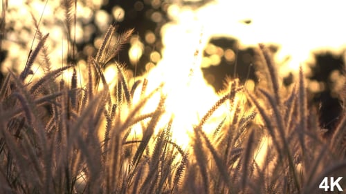 Grass In Sunset