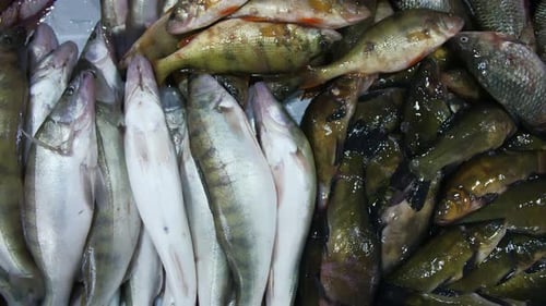 frischer Fisch auf der Theke im Laden