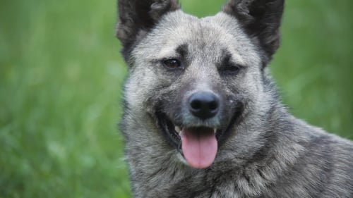 Happy Dog Panting in a Green Field