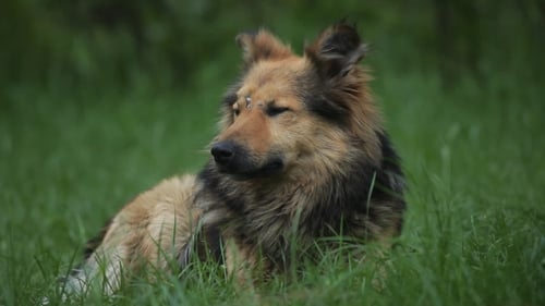 Dog resting in the grass on sunny day