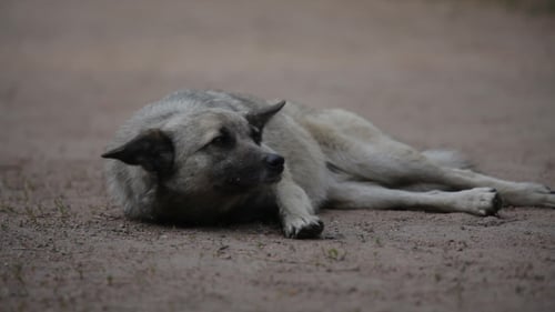 Portrait d'un chien vigilant allongé sur le sol et remue la queue
