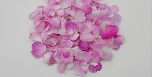 Petals 6