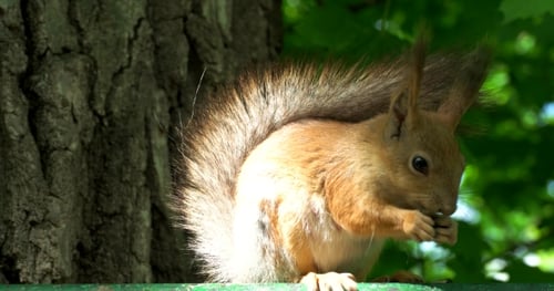Squirrel Enjoying a Snack in the Woods