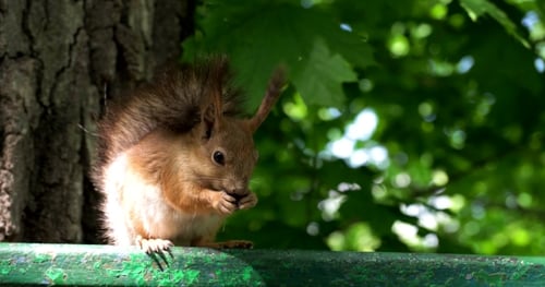 Squirrel Eating a Nut on a Fence