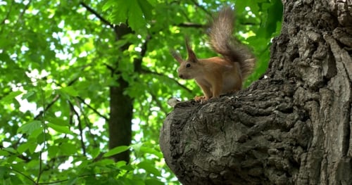 Squirrel On a Tree