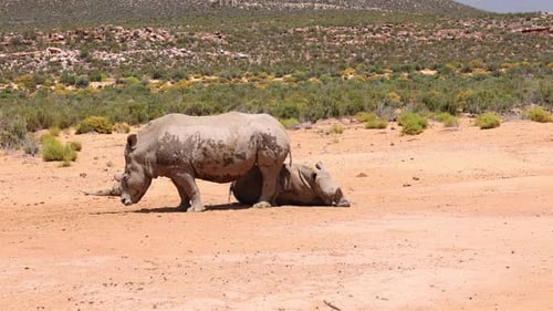Side View of Standing White Rhinoceros Dirty with Mud