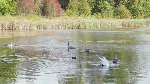 Swans Swimming on a Tranquil Pond