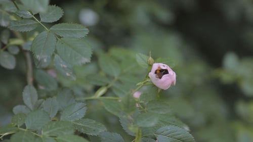 Bumblebee Enters and Exits a Light Pink Flower