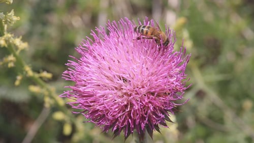 Bee Foraging on Pink Thistle Flower During Daytime