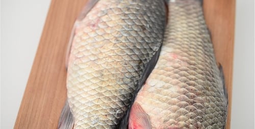 Fish 4