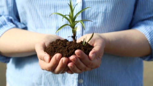 Female's Hands Holding a Small Green Sprout