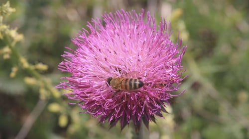 Bee Crawls on Bright Pink Thistle Flower