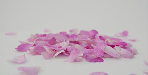Petals 10