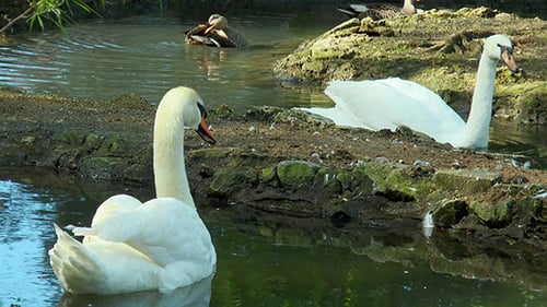 Schwäne schwimmen im Teich