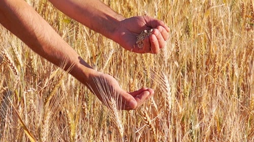 Wheat Grains Falling from Hands into Golden Field