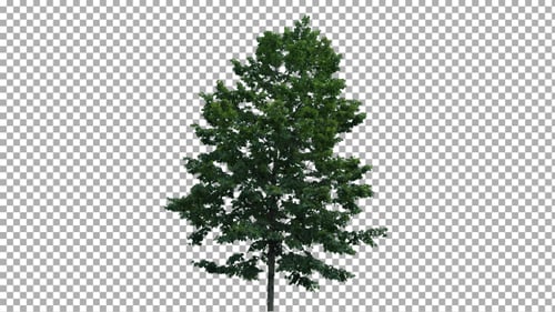 Tree Swaying Gently Against Transparent Background
