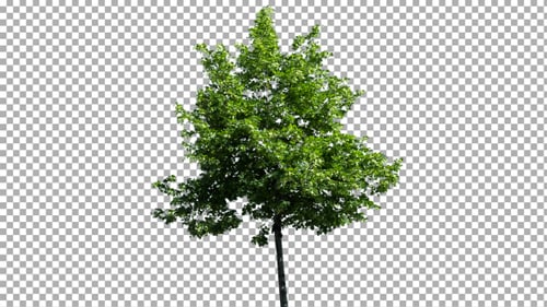 Green Tree Isolated on Transparent Background
