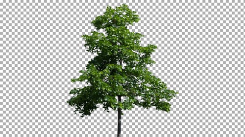 Green Tree Isolated on Transparent Background
