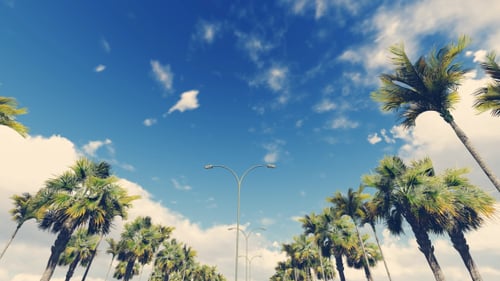 Sunny Drive Along a Palm Tree Road