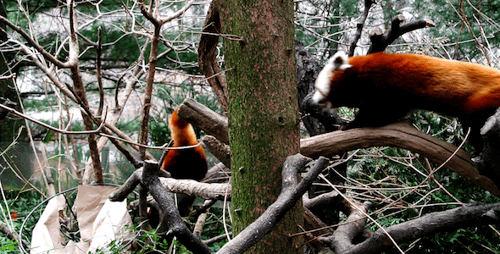 Red Pandas Climbing on Tree Branches