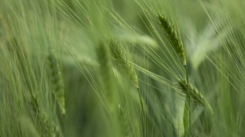 Feld der grünen Steinschmätzer