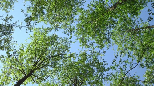 Looking Up at Green Trees Against Blue Sky