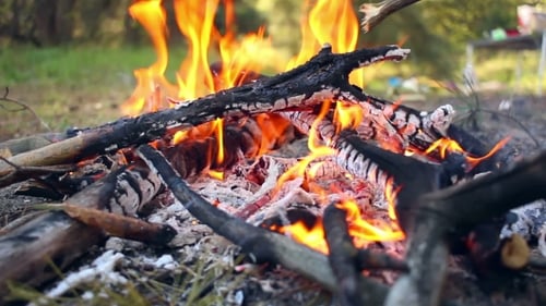 Bonfire In Forest. Wooden Camp Fire. Campfire Is Burning. Nature Background