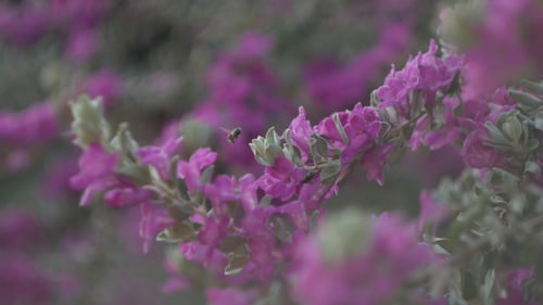 Bright Pink Flowers in Soft Focus Close Up