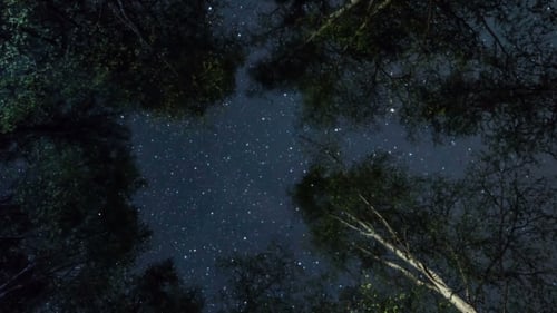 Nacht des Waldes
