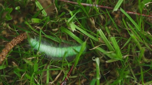Haarige grüne Raupe