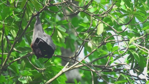 Flying Fox hängt an einem Ast und wäscht