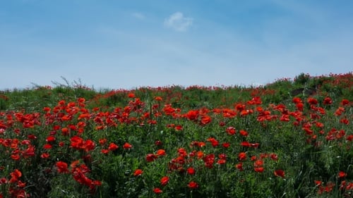 Mohnfeld