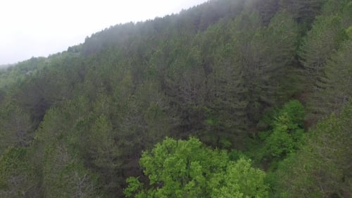Aerial View Of The Pine Forest In The Mountains
