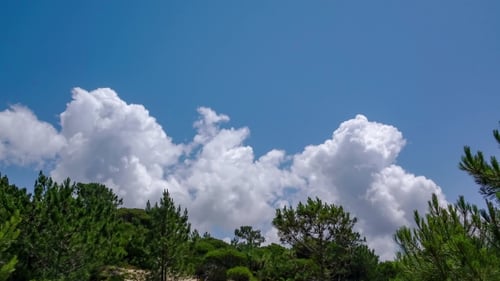 Fluffy Clouds Over The Trees