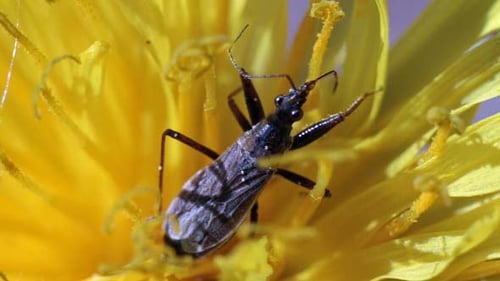 Insect Moves its Legs on Dandelion Flower