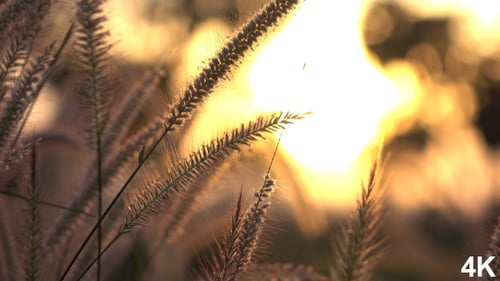 Wheat Blowing in the Wind at Sunset