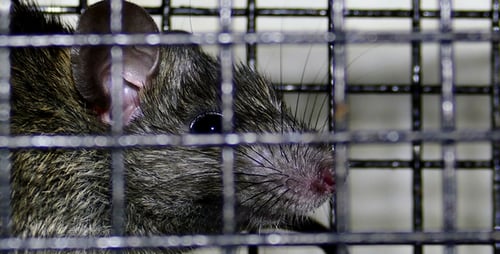 Close Up of Rat Inside Wire Cage