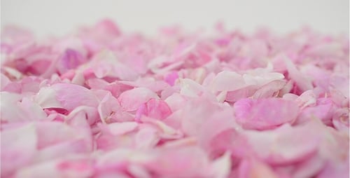 Petals 41