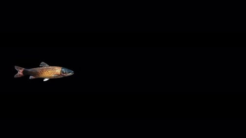 4K Amur Fish